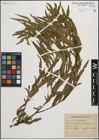 Foto von Salix humboldtiana Willd.